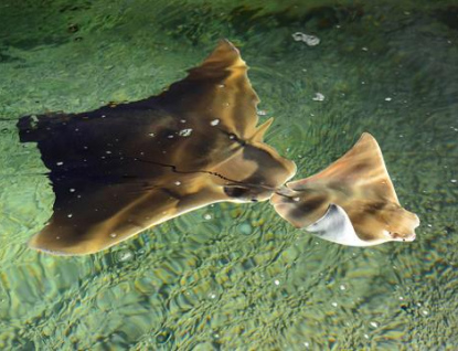 Ve zlínské zoo se narodilo první mládě mořského rejnoka