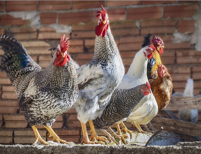 Kvůli ptačí chřipce platí od 14. prosince v celém Česku zákaz venkovního chovu drůbeže
