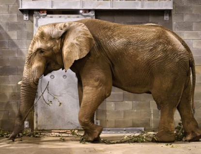 Novorozené slůně ve Zlínské ZOO se má  čile k světu