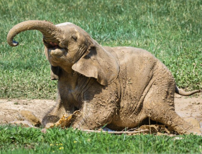 Sloni ze zlínské zoo si užívají nový pavilon v Karibuni. Co bude s tím původním?