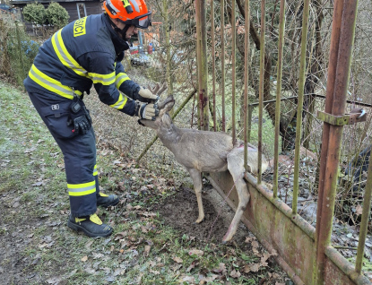 Hasiči vysvobozovali srnce uvízlého v kovové bráně