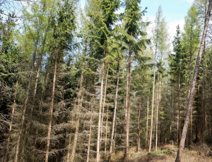 Kraj pokračuje v podpoře boje proti suchu v lesích