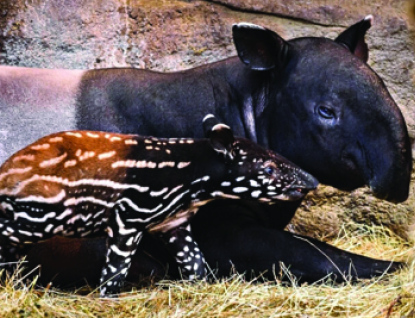 Zlínskou zoo prozkoumává nový obyvatel. Je pruhovaný, má malý chobot a jmenuje se Coffee!