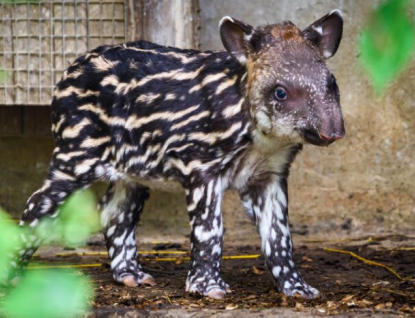 Čekání je u konce! Ve zlínské zoo se po 34 letech narodilo mládě tapíra jihoamerického