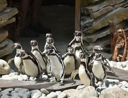 Tučňáci v Zoo Zlín mají novou expozici