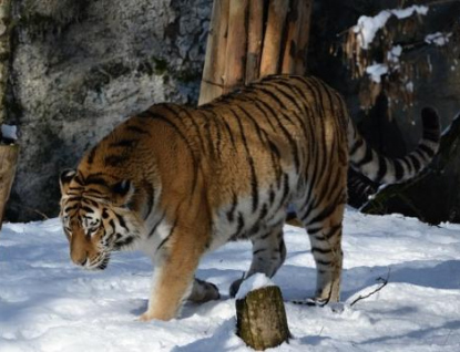 Nový tygří samec se ve zlínské zoo skvěle adaptoval