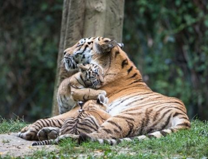 Tygří mláďata ve zlínské zoo jsou dvě samičky a jeden sameček