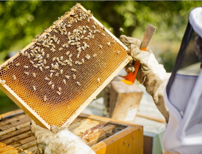 Kraj letos podpoří včelaře jedním milionem korun