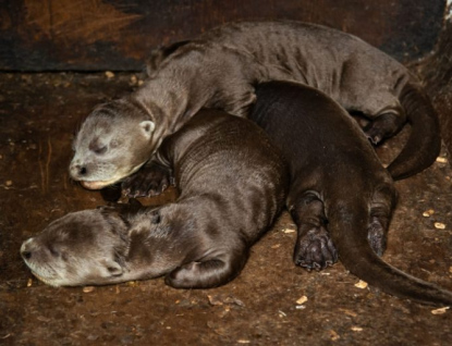 Ve zlínské ZOO se podařilo odchovat mláďata vyder obrovských