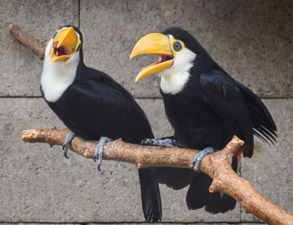 Zoo Zlín slaví světový úspěch v odchovu turaků, vousáků a tukanů