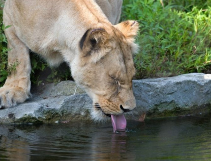 Zlínská zoo chce ještě více ušetřit za vodu