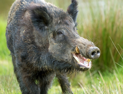 Africký mor prasat. Státní veterinární správu konečně vyhlásila potřebná opatření 