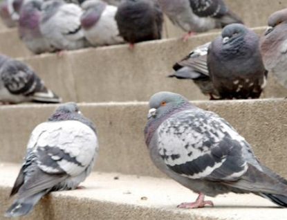 Vsetínská radnice vyzývá: Nekrmte holuby