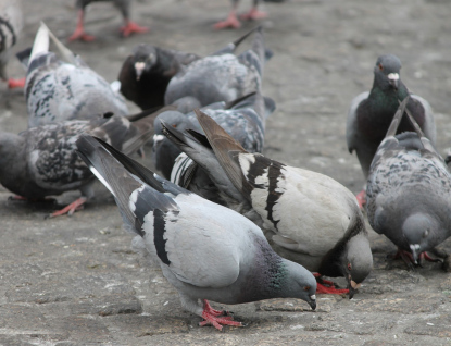 Změna v obecně závazné vyhlášce zakázala krmení holubů