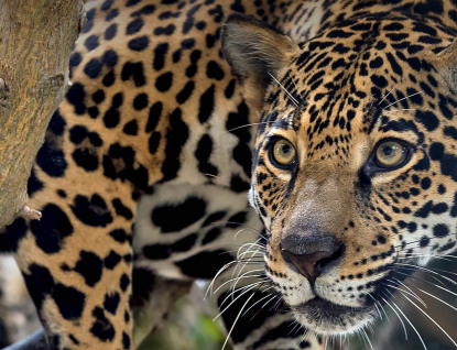 Do zlínské zoo se vrátí po 25 letech jaguáři