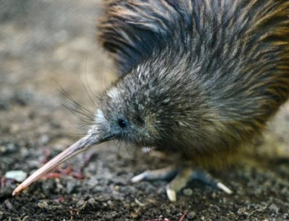 Zlínská zoo chová kiwiho. Uvidět ho můžete brzo ráno