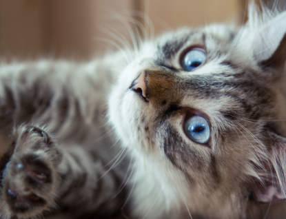 O toulavé kočky bez majitele se postará odborník