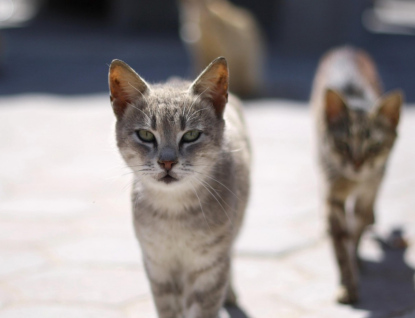 Kastrační program radnice se vyplácí. Za tři roky přes 430 vykastrovaných koček a kocourů