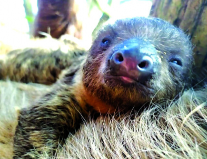 Ve zlínské zoo se daří mláděti lenochoda dvouprstého