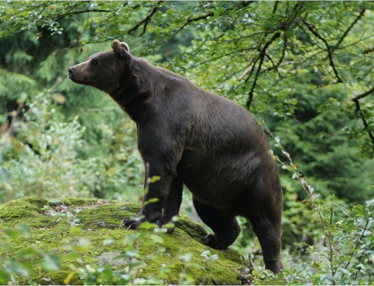 Škody způsobené vydrou a medvědem proplatí kraj 