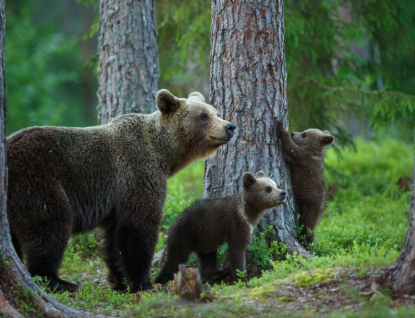 U Bratřejova se objevila medvědice s mláďaty