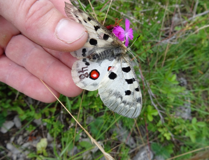 Vzácným motýlům zachrání život značka fixem