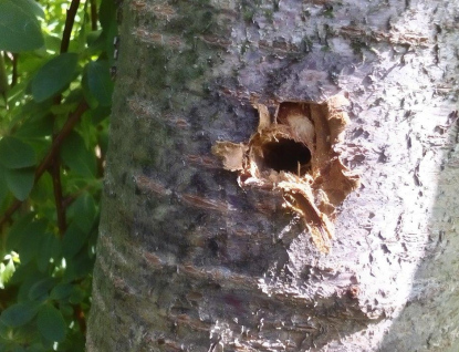 Již deset stromů padlo za oběť neznámému vandalovi