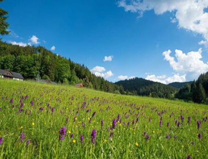 Ve Velkých Karlovicích vykvetly vzácné orchideje