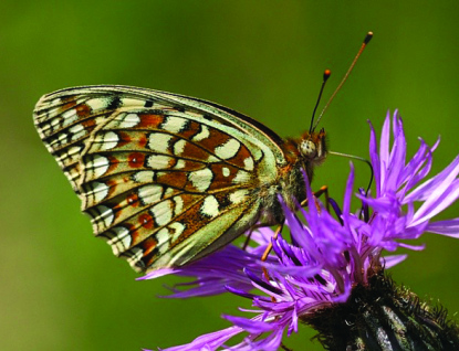 Chudí prosperují a bohatí strádají, zjistili vědci o motýlích populacích