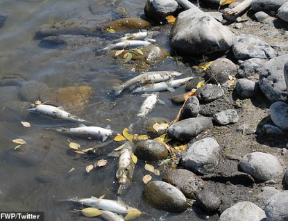 Šetření masivního úhynu ryb v Bečvě pokračuje. Znalec požádal o prodloužení lhůty 