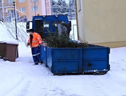 Kam se stromky po vánočních svátcích?