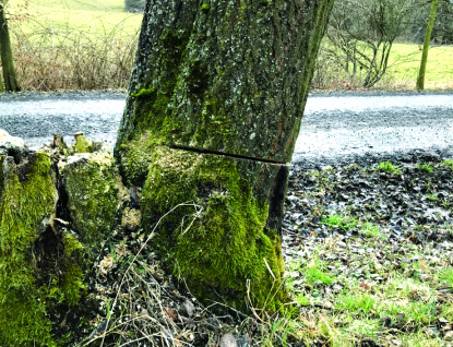 Kdo poškodil stromy v Zašové na Vsetínsku. 15 stromů bylo nutné pokácet