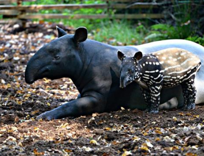 Ve zlínské zoo se narodilo mládě tapíra čabrakového