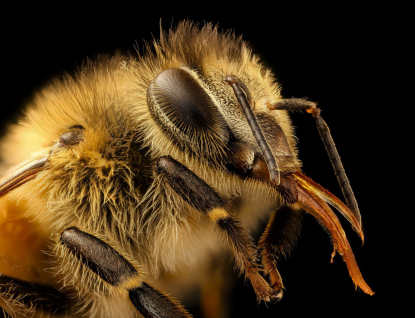 Včelaře čeká v povinném hlášení umístění včelstev novinka