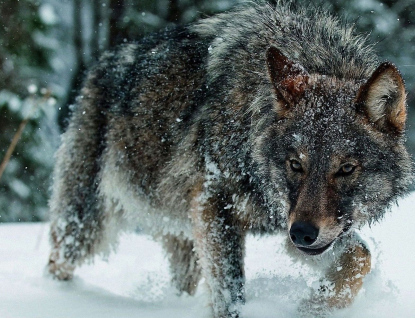 Vzácná návštěva v Karolince: mladý vlk si přišel vyčistit kožich