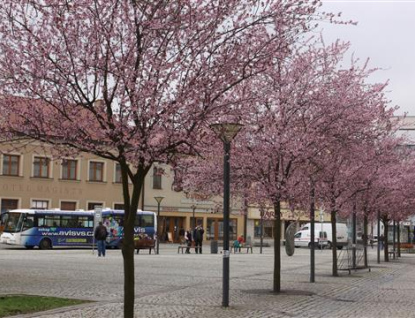 Ulice města Vsetína letos více pokvetou