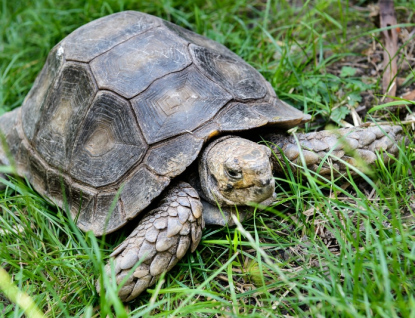 První mládě želvy mohutné, které přišlo na svět ve zlínské zoo, se stalo světovým unikátem