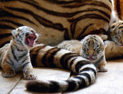 Ve zlínské zoo se narodila tři mláďata tygra ussurijského