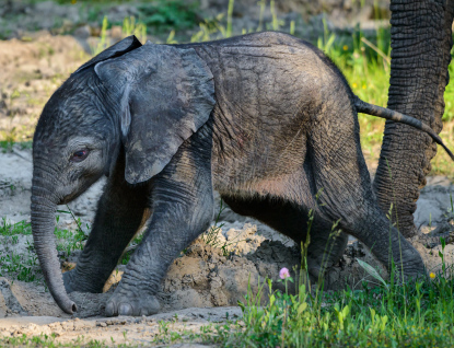 Obrovská radost ve zlínské zoo! Slonici Kali se narodilo zdravé slůně