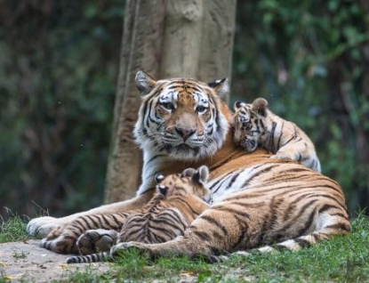 Tygří mláďata už mohou návštěvníci zlínské zoo obdivovat ve venkovním výběhu