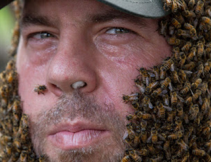 Mezi včelaře rozdělí Zlínský kraj více než milion korun