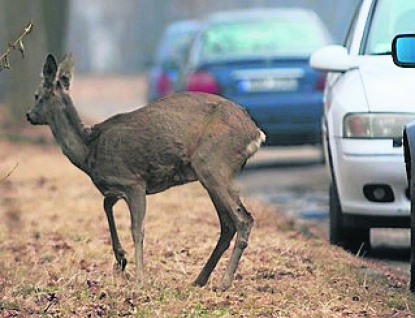 Čtyři střety se zvěří za jedinou noc