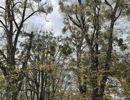 Park Botanika se zbavil jmelí