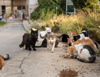 Kastrační program města se vyplácí