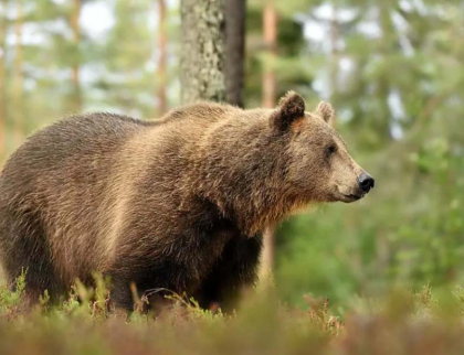 U Valašské Polanky se objevil medvěd