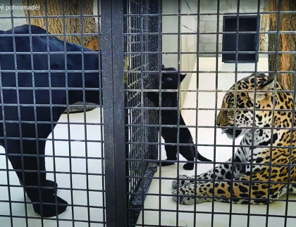 Jaguáří rodinka ve Zlínské Zoo poprvé pohromadě