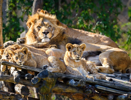 Trojlístek lvíčat v Zoo Zlín pokřtili Zlín Lions