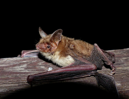 Mezinárodní noc netopýrů v Zoo Zlín