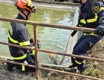 Hasiči vytahovali srnku z požární nádrže