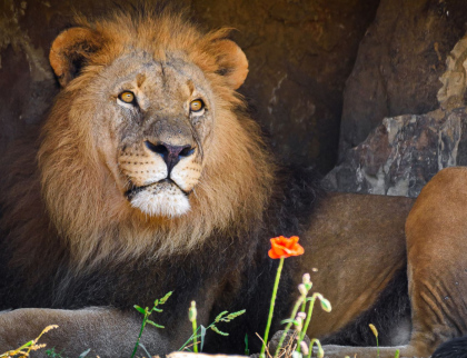V Zoo Zlín chystají velké změny u lvů